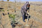صدور حکم متهمان قطع اشجار جنگلی به غرس ۴۰۰ اصله درخت در شهرستان کلیبر