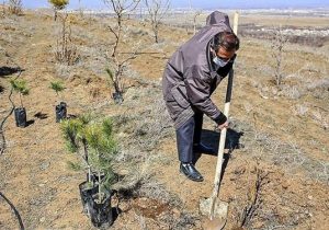 صدور حکم متهمان قطع اشجار جنگلی به غرس ۴۰۰ اصله درخت در شهرستان کلیبر