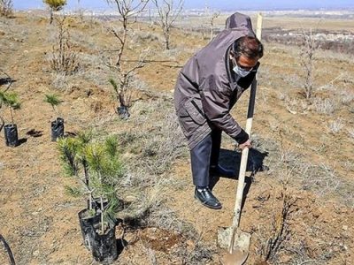 صدور حکم متهمان قطع اشجار جنگلی به غرس ۴۰۰ اصله درخت در شهرستان کلیبر