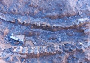 کشف ۴۰۰ قطعه فسیل ۱۰ میلیون ساله در مراغه+ فیلم و  تصاویر
