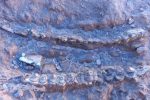 ۵۰۰۰ فسیل مهره‌دار  با قدمت میلیون‌ها سال در مراغه