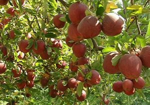 تعطیلی جشنواره‌ها در قطب تولید میوه آذربایجان‌‍شرقی