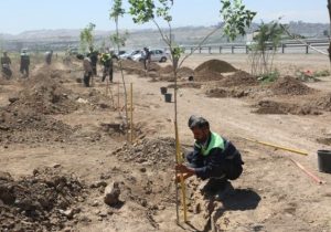 کاشت بیش از ۴ هزار و ۸۰۰ اصله درخت در جنوب غرب تبریز