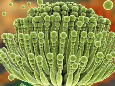 دستیابی به باکتری پروبیوتیک بومی علیه سم آفلاتوکسین مواد غذایی در تبریز