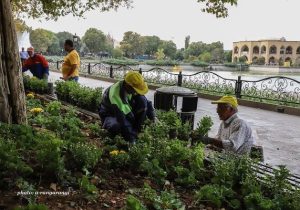 کاشت یک میلیون و ۲۰۰ هزار بوته گل طی کاشت پاییزه در تبریز