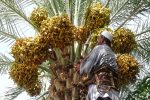 آذربایجان صادر کننده خرما بدون داشتن یک درخت نخل