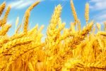 افزایش ۲۰ درصدی سطح جهش تولید در دیمزارهای کشور