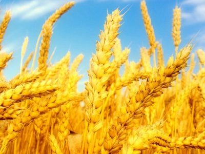 افزایش ۲۰ درصدی سطح جهش تولید در دیمزارهای کشور