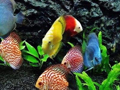 صادرات ماهیان زینتی به کشور عمان از استان آذربایجان.شرقی