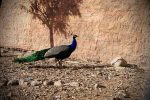 باغ پرندگان و حیات وحش تفرجگاه عینالی تبریز