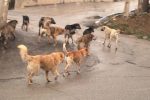 سگ های ولگرد معضلی برای جامعه شهر نشینی