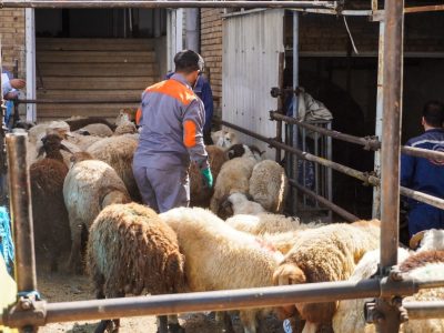 ذبح حدودا ۳۰۰ راس گوسفند به مناسبت عید سعید قربان توسط موسسه خیریه مستمندان تبریز