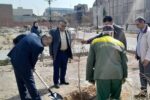 کاشت ۳۰ نهال در بوستان روشنایی توسط شهرداری منطقه ۸