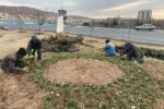 آغاز کاشت انواع گل بهاره در شرق تبریز