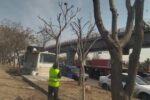 اجرای طرح هرس فرم درختان و بوته های جنوب غرب