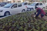 تدارک بهاری شهرداری منطقه ۳ تبریز با کاشت یک میلیون بوتهگل زینتی