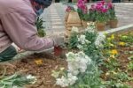 کاشت ۳۰هزار بوته گل شب بو در منطقه تاریخی فرهنگی تبریز