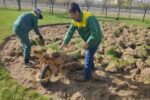 جایگزینی درخت و درختچه در ۳۸.۵ هکتار از فضای سبز تبریز به جای چمن