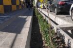 کاشت ۵۰۰ درختچه شمشاد در باغچه های خیابان شریعتی