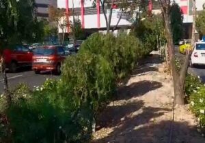 هرس تخصصی و فرم‌دهی هنری در بلوار استاد شهریار با رویکرد آموزشی و زیباشناسانه