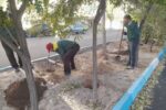 تداوم کند و کوب پای درختان فضاهای سبز سطح حوزه منطقه ۲