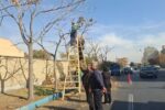 آغاز طرح هرس جوان‌سازی و فرم‌دهی درختان جنوب غرب تبریز