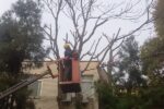 هرس درختان محدوده مرکزی شهر با رعایت اصول ایمنی