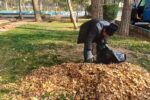 جمع آوری برگهای خزان درختان از معابر و بوستاهای شهرداری منطقه ۸