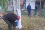 اندودکاری درختان محدوده مرکزی تبریز در راستای پیشگیرانه از آفت زدگی درختان