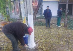 اندودکاری درختان محدوده مرکزی تبریز در راستای پیشگیرانه از آفت زدگی درختان