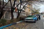 هرس و جوان‌سازی درختان سطح حوزه شهرداری منطقه ۱۰ تبریز