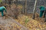 جمع آوری برگهای خزان درختان از معابر شهرداری منطقه ۸