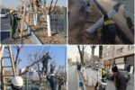 اجرای گسترده اندودکاری و هرس اصولی درختان با هدف ارتقای سلامت فضای سبز شهری
