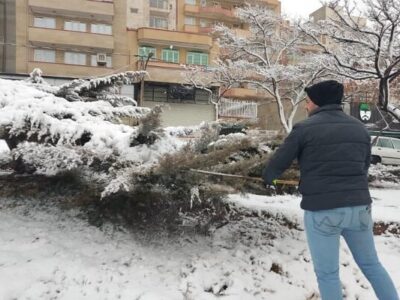 برف تکانی درختان فضاهای سبز شرق تبریز
