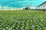 تولید ۶۰ هزار نشاء و آمادهسازی گونههای متنوع گیاهی در راستای اجرای طرح استقبال از بهار
