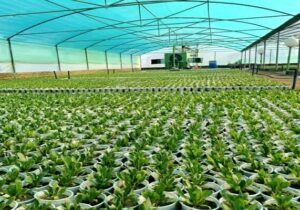 تولید ۶۰ هزار نشاء و آماده‌سازی گونه‌های متنوع گیاهی در راستای اجرای طرح استقبال از بهار