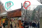 هرس درختان پیاده راه تربیت با حفظ لانه پرندگان