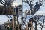 آغاز طرح استقبال از بهار با اجرای برنامه هرس و جوانسازی درختان در سطح منطقه یک