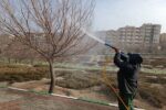 آغاز عملیات سمپاشی زمستانه درختان تبریز از اسفندماه