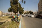 کاشت ۳۰ هزار جعبه گل بنفشه در منطقه ۷ در آستانه بهار
