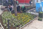 تداوم کاشت ۲۵۰ هزار بوته گل بهاره در منطقه تاریخی فرهنگی تبریز