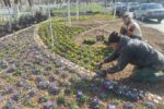 کاشت ۸۵۰ هزار بوته‌گل زینتی در حوزه منطقه ۳