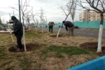 ترمیم اساسی تشتک درختان و بانکت ارقام ردیفی در منطقه ۵ با هدف احیای فضای سبز انجام شد