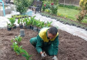 کاشت گلهای فصلی در خانه تاریخی نیکدل