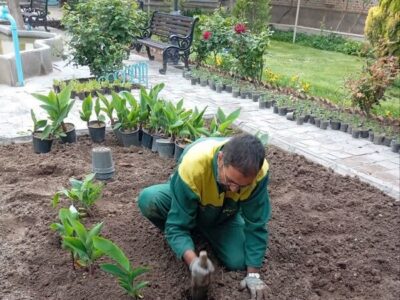 کاشت گلهای فصلی در خانه تاریخی نیکدل