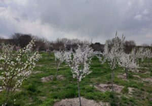 افتتاح ۳ باغ میوه در منطقه ۷ طی روزهای آینده؛ گام تازه در توسعه فضای سبز و احیای باغات تبریز