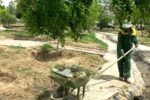 تداوم عملیات ساماندهی و بهسازی فضای سبز در سطح منطقه ۴ تبریز