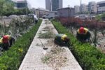 آغاز اجرای فاز جدید ساماندهی فضای سبز محدوده مرکزی تبریز