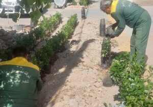 کاشت ۳۰۰ درختچه شمشاد در باغچه های خیابان باغشمال