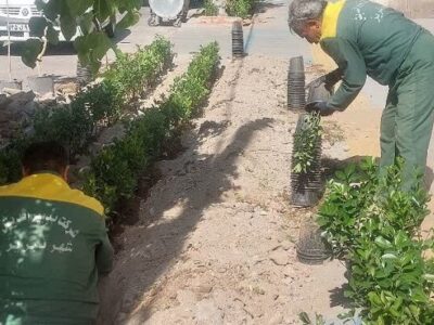 کاشت ۳۰۰ درختچه شمشاد در باغچه های خیابان باغشمال